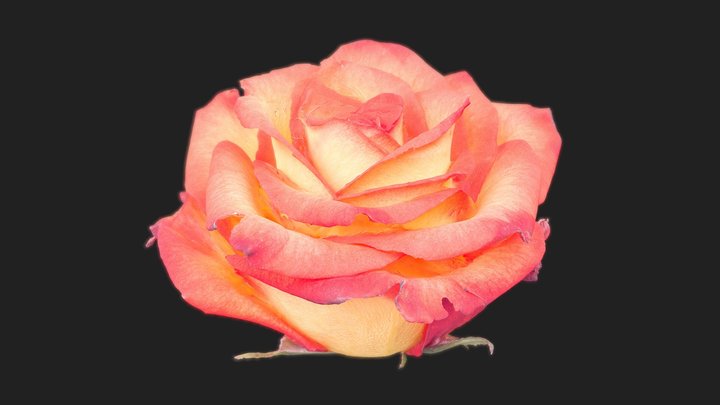 Rose Scan 3D Model