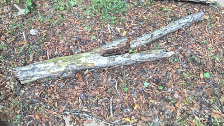 Broken tree – Free 3D Model STL