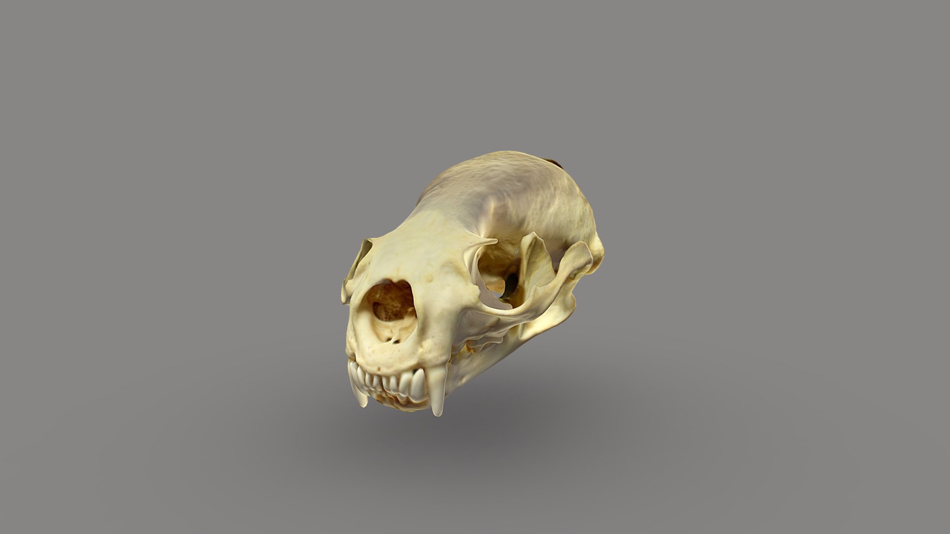 Otter Skull
