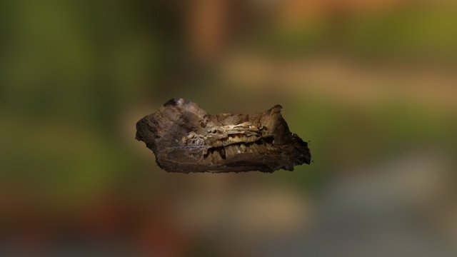 Skull Deer 3D Model