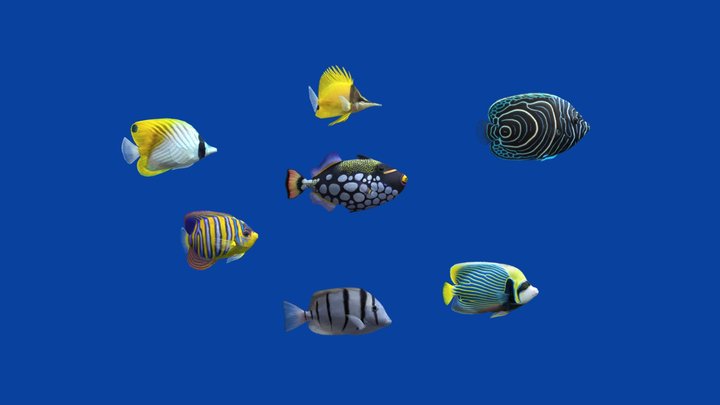 Tropical Fish 7 (Pack 2) 3D Model
