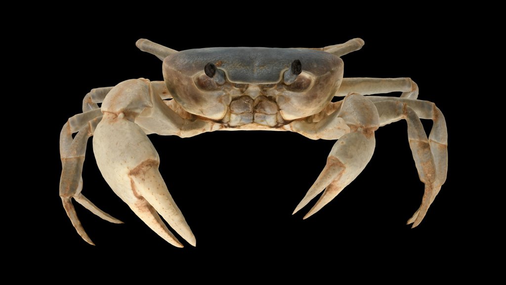 CC0 サワガニ 🦀 ♂ Japanese Freshwater Crab