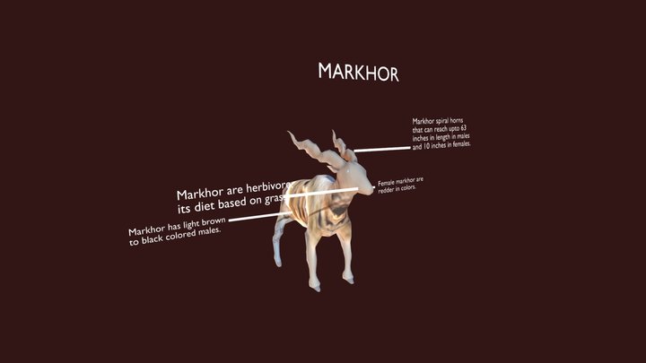 Markhor 3D Model