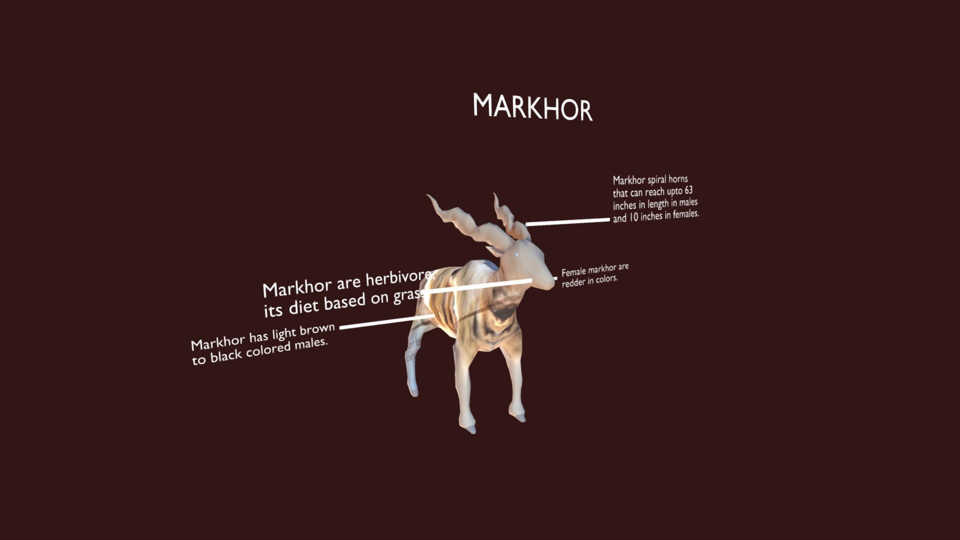 Markhor