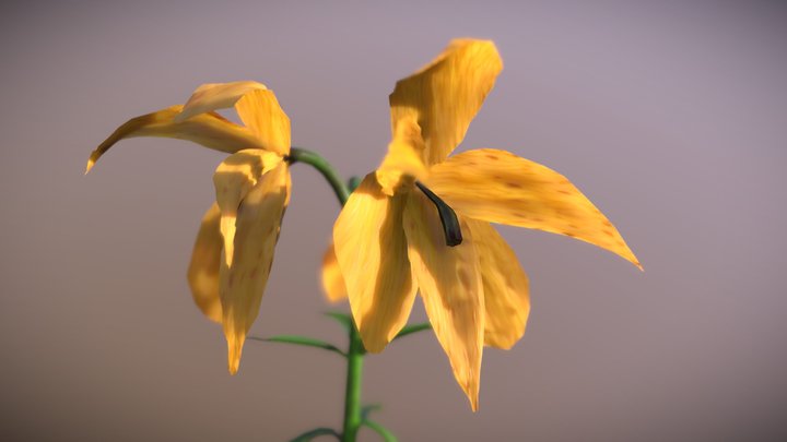 Wilted Flowers 3D Model