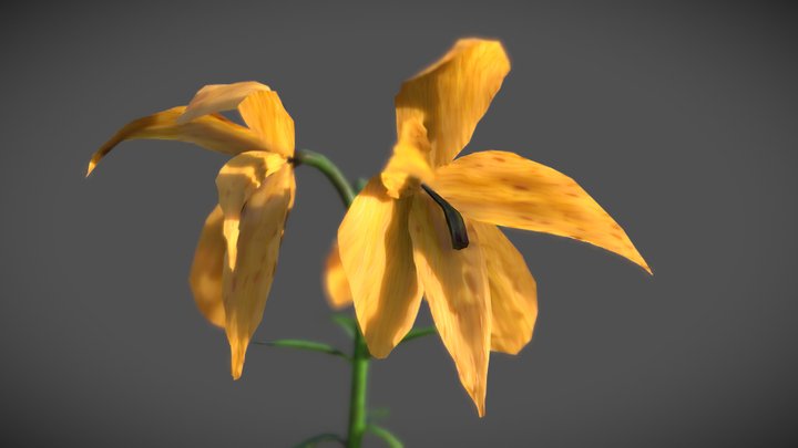 Wilted Flowers 3D Model