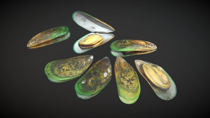 Green Shell Mussels 3D Model