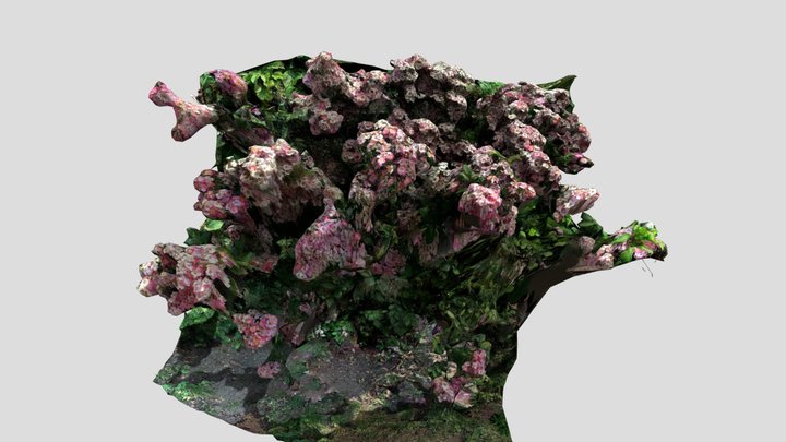 Flowers from Berlin Park 3D Model