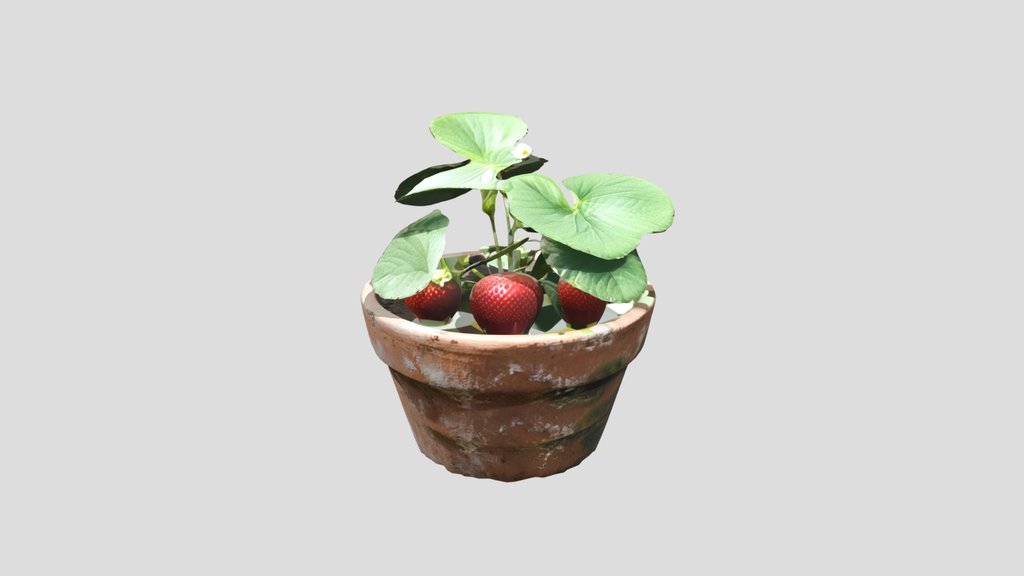 Strawberry plant