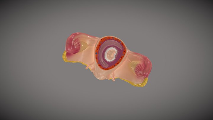 fetus 1 3D Model