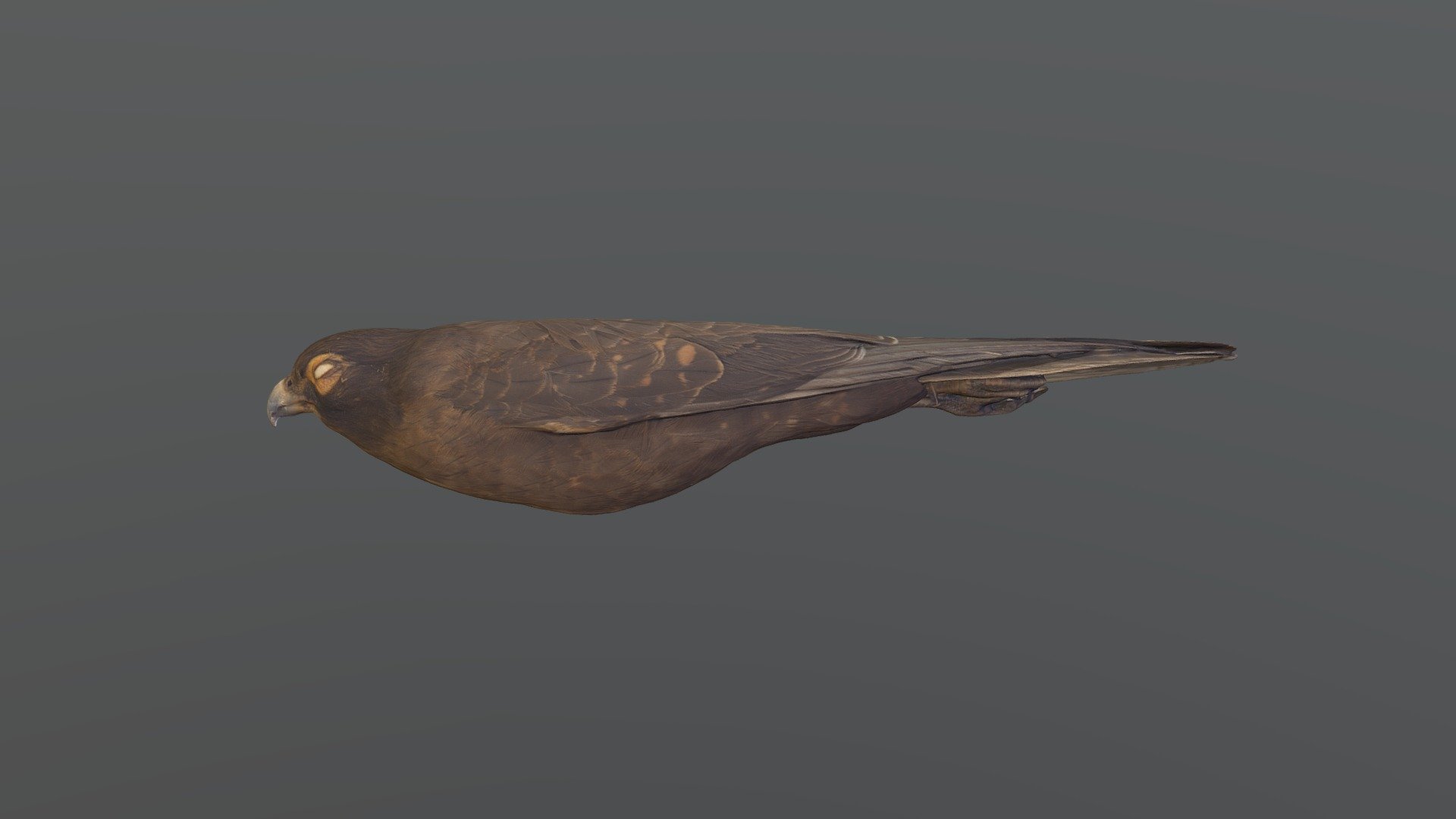 Brown Falcon - Falco berigora