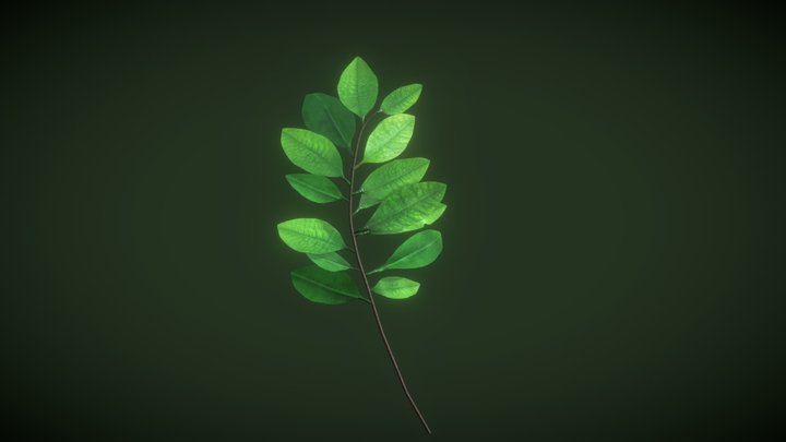 Coca's branch 3D Model