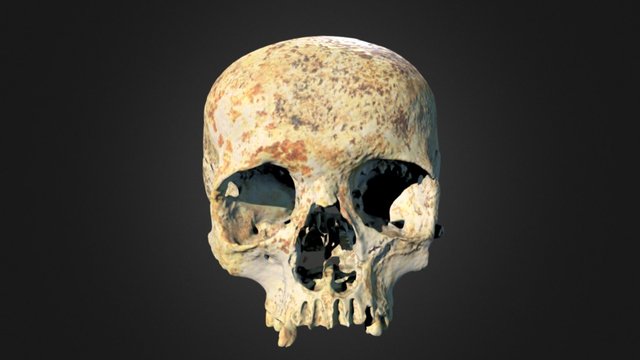 Ava's Skull 3D Model