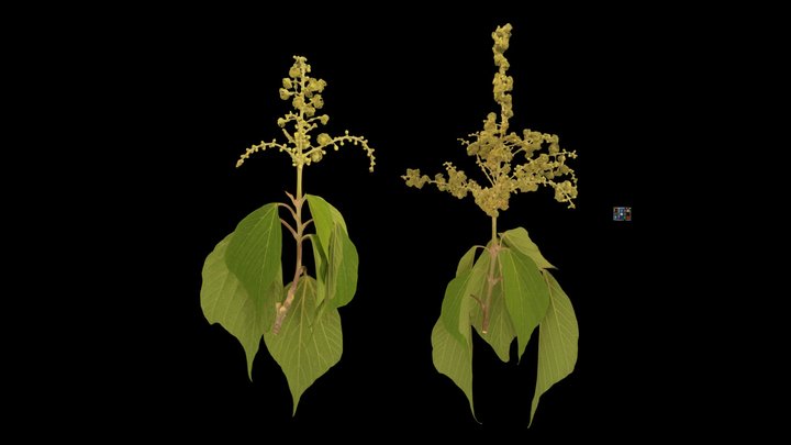 CC0 アカメガシワ雄花 Japanese Mallotus, M. japonicus – Free 3D Model STL