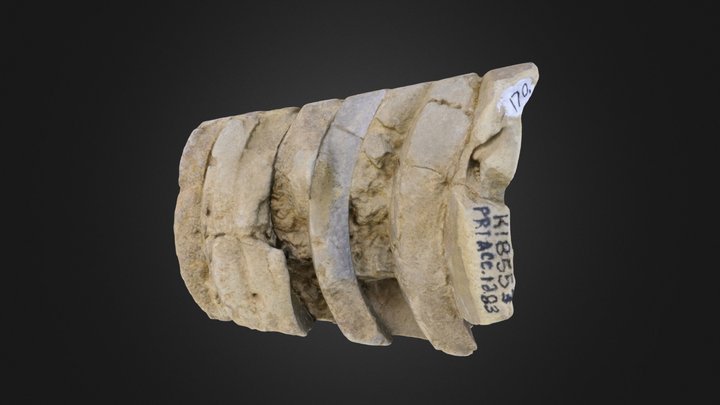 Cephalopod: Actinoceras beloitense (PRI 70326) – Gratis 3D-model STL