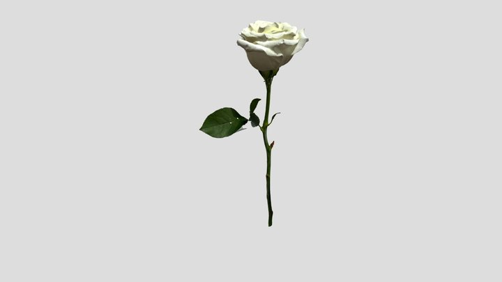 Pride Rose 3D Model