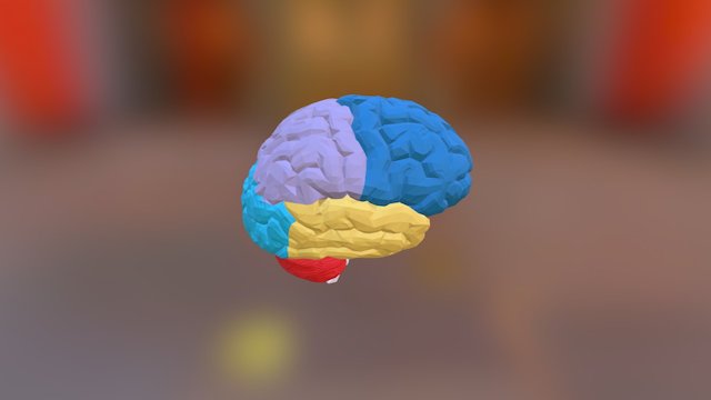 Brain Lobes 3D Model