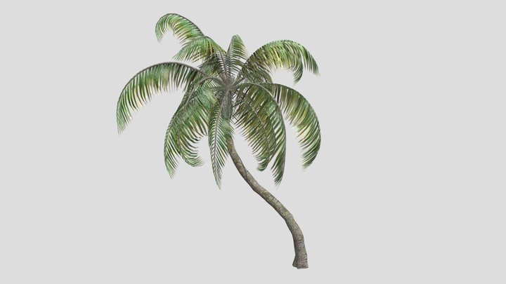Palm Tree coconut 3D Model