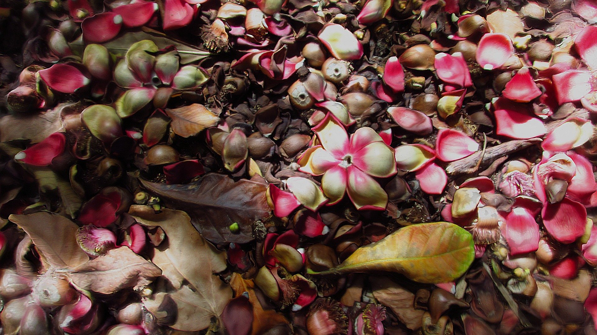 Cannonball-tree Blossoms