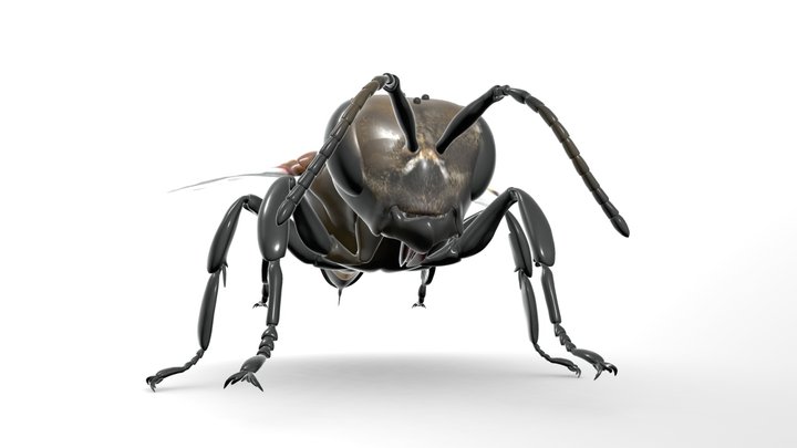 Apis Mellifera 3D Model
