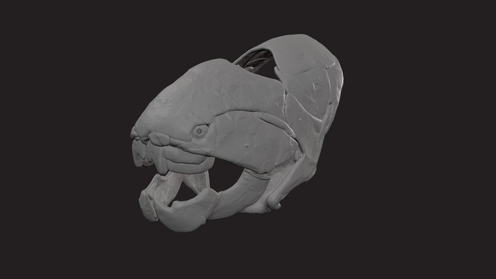 CMNH 6090, Dunkleosteus terrelli, 1:12 scale 3D Model