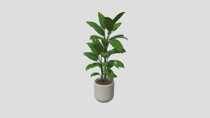 Indoor Plant Decor