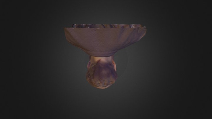 Kořen 3D Model