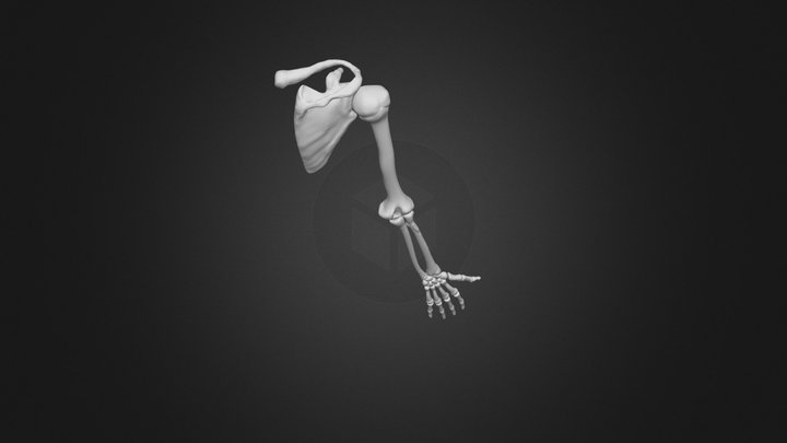 Arm's Bones 3D Model