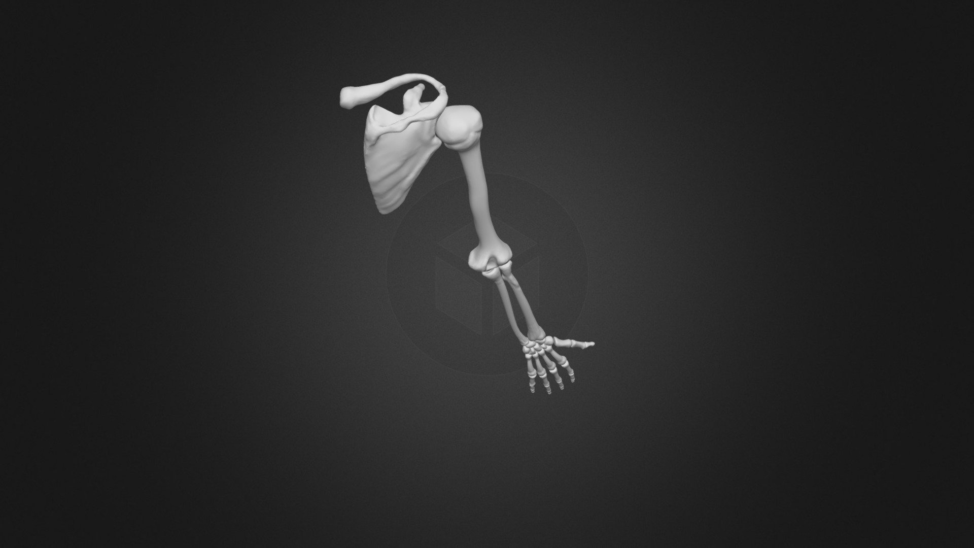 Arm's Bones