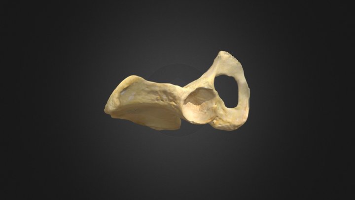 I am the bone with no name. 3D Model