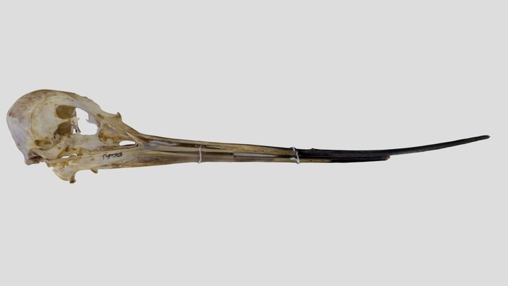 UWYMV:Bird:5961, Recurvirostra americana, Skull – Free 3D Model STL