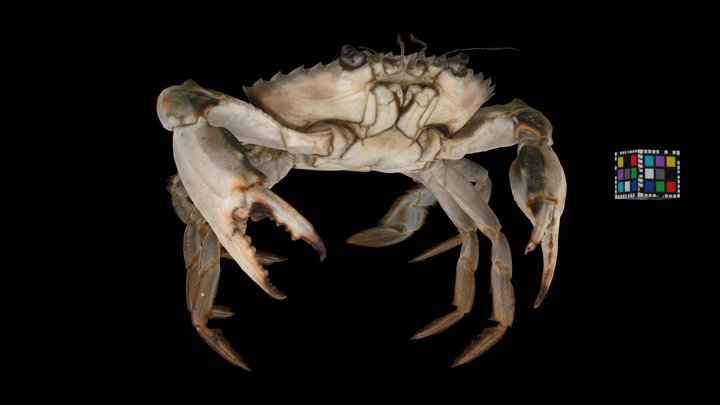 イシガニ ♂ Asian Paddle Crab, Charybdis japonica 3D Model