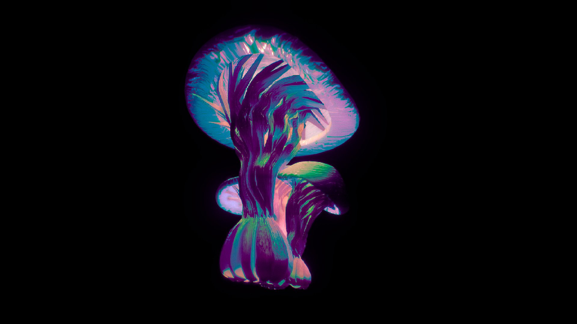 Mushroom Haven
