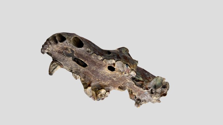 ESS-F403EB Post Medieval Animal Remains