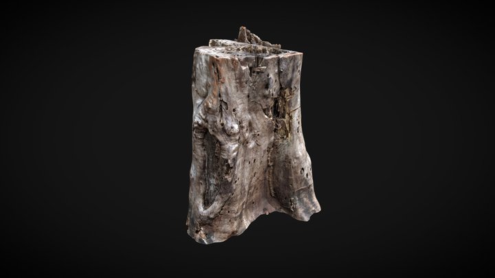 Stump Proyecto Final 3D Model