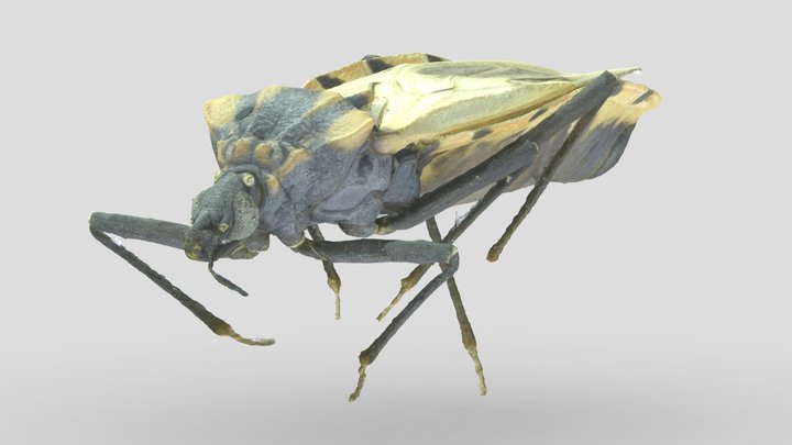 Kissing bug (P. howardi ♂) - Bejuco, Ecuador 3D Model