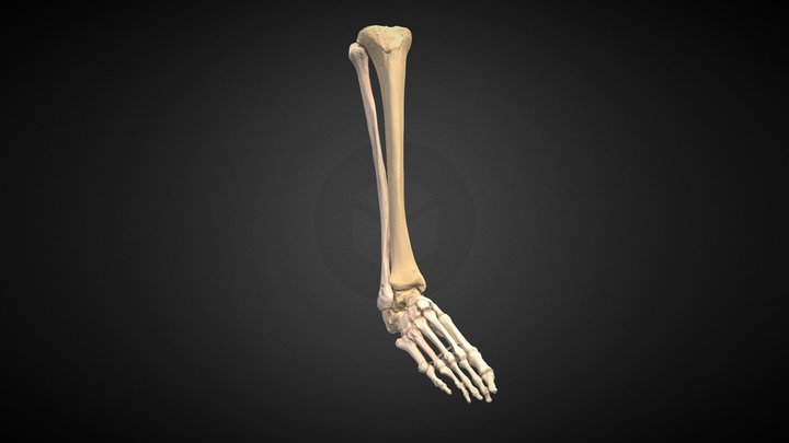 Pierna y pie / Leg and foot bones 3D Model