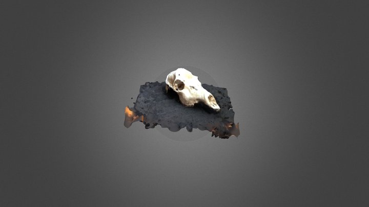 清水さん撮影のシカメス頭骨 3D Model