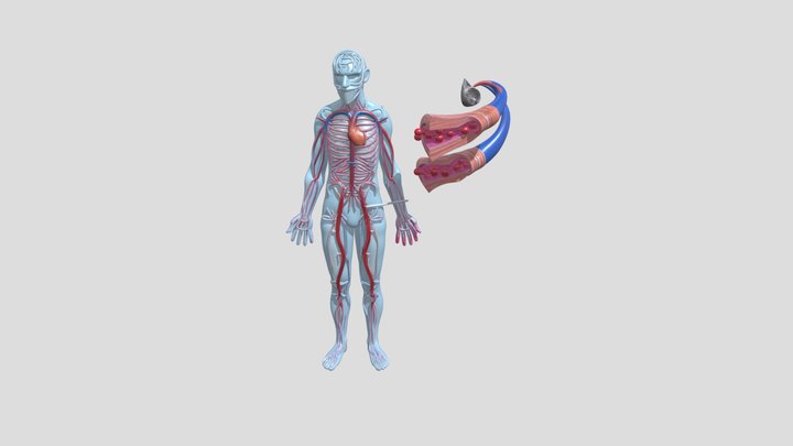 Venas y arterias en el sistema circulatorio 3D Model
