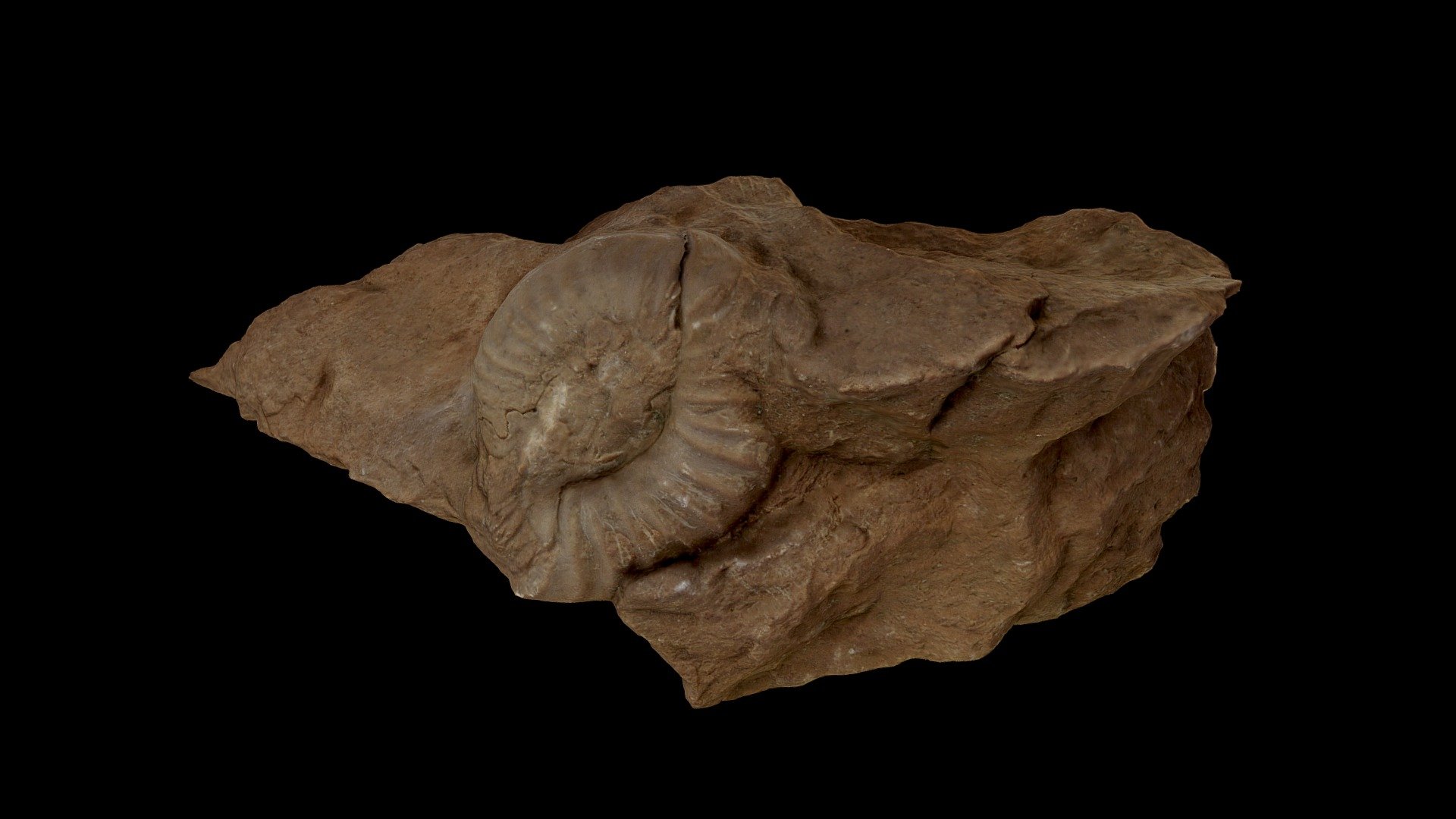 Deformed ammonite, Italy