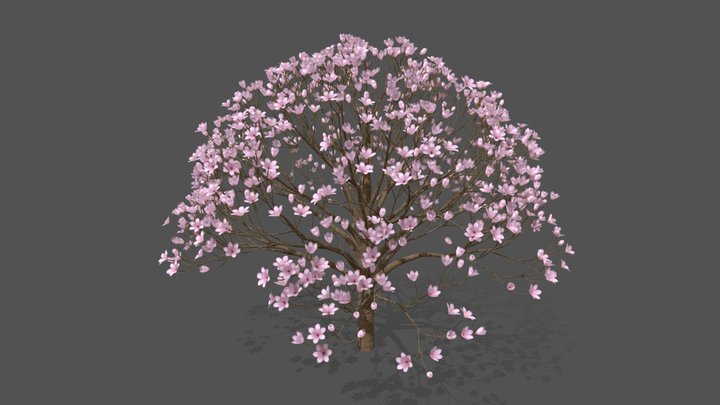 XfrogPlants Magnolia Soulangeana 3D Model