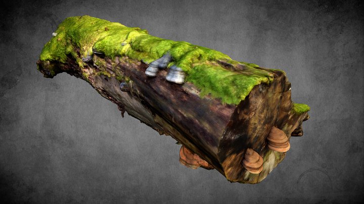 Baumstamm gefallen (Beech Tree) – Gratis 3D-model STL