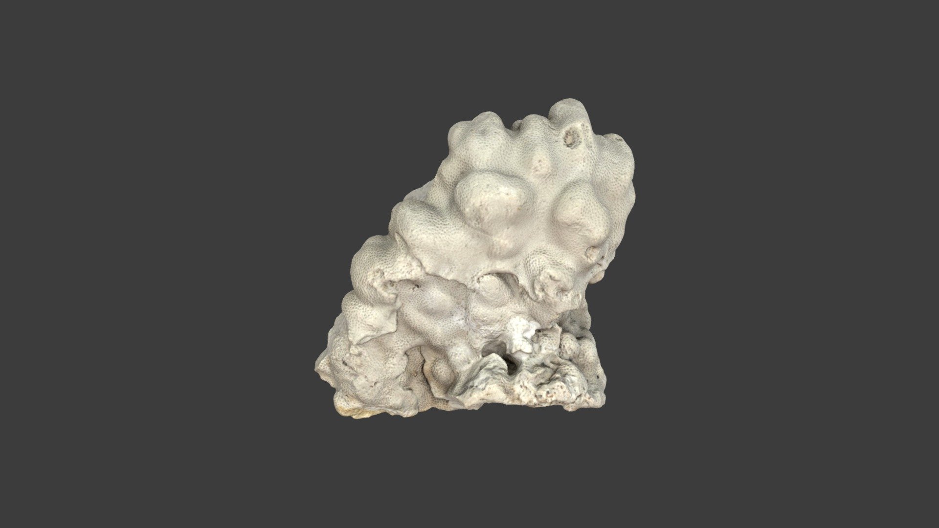 Porites lobata