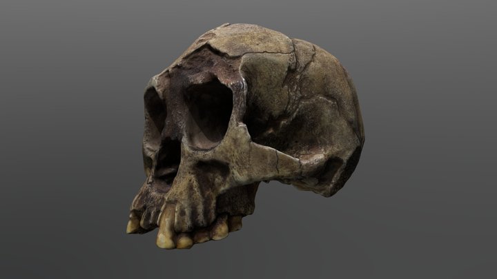 Homo floresiensis Cranium 3D Model