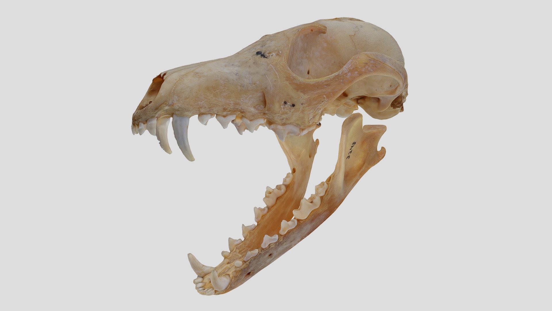 YPM MAM.003245 Animation, Red fox (skull) — Sketchfab embed 3D viewer