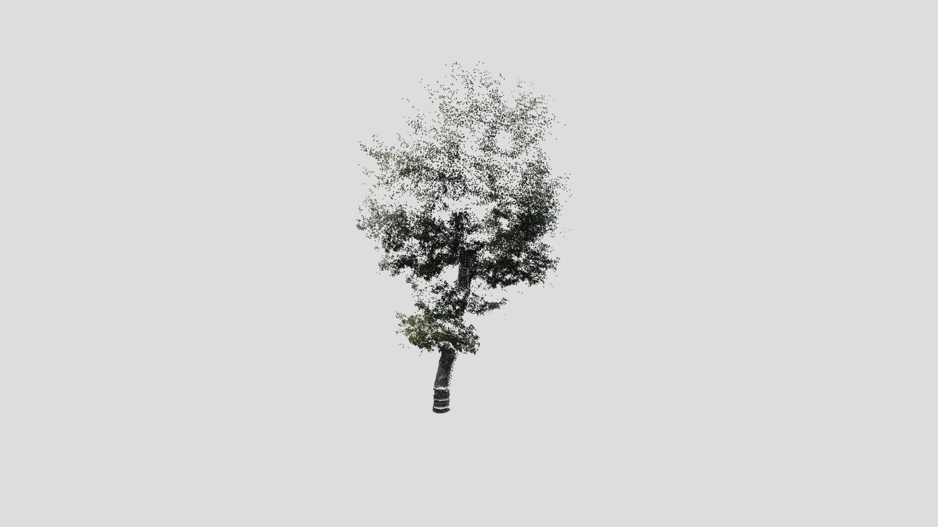 tree13-pointcloud - 3D model by Nodai_Kunii_Lab (@mmsroadsidetree ...