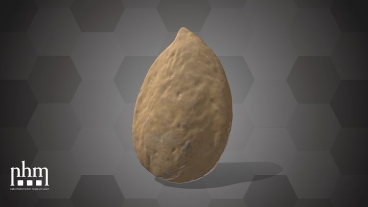 Apricot Seed (NHMW-AFW-DING-0046-067) – Modello 3D gratuito STL