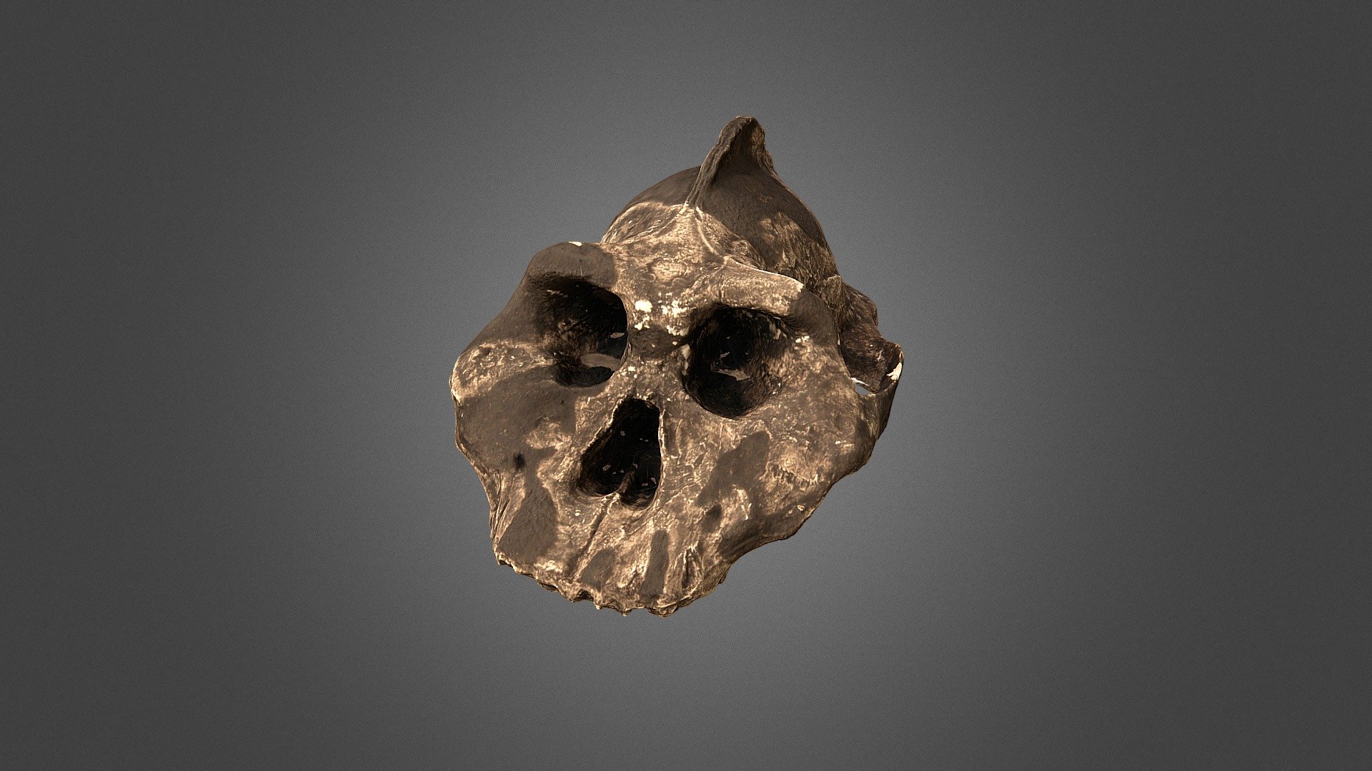 fossil (ethiopicus)