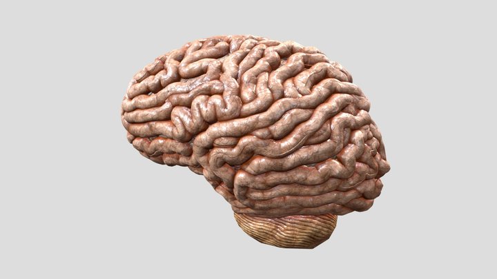Human Brain 3D Model