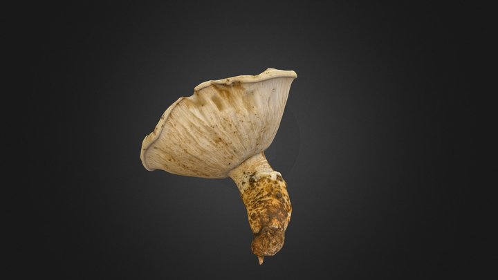 Tricholoma murrillianum mushroom 3D Model
